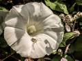 “Amanecer en una flor de luna”  ESPERANZA MARTÍN HERNÁNDEZ