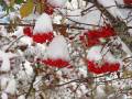 “Invierno” Tomada en Pendilla. Frutos de serbal  MARÍA BELÉN SANTOS CAÑÓN