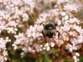 “Verano” Tomada en Pendilla. Abeja.  MARÍA BELÉN SANTOS CAÑÓN