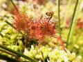 “Drosera, nuestra planta carnívora”. Sacada en la ribera de la Reguera de la Aguja, en Poladura LUCÍA SINAITA FERNÁNDEZ