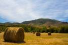 La siega   QUICO TRETZE